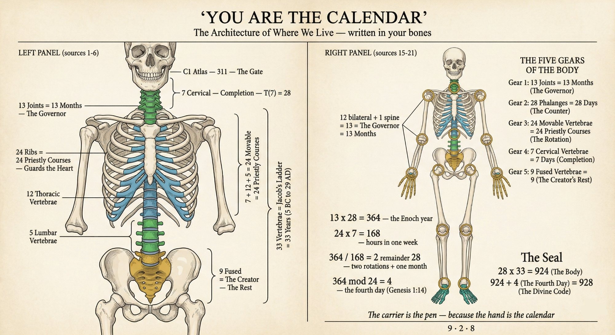 Hands and feet — 28 phalanges each